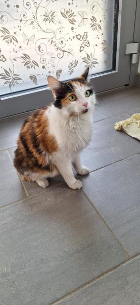 Langhaarkatze-Mischling